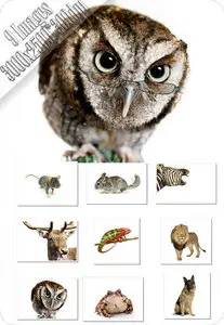 Animals 2