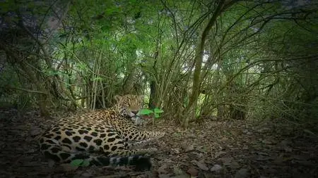 BBC Natural World - Jaguars: Brazil's Super Cats (2016)