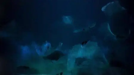 Blue Planet II S01E01