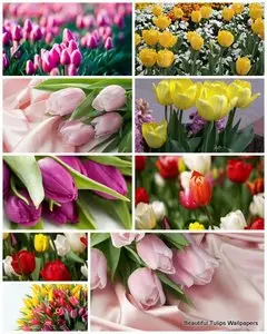 40 Beautiful Tulips Wallpapers