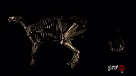 Secrets of the Dinosaur Mummy (2008)
