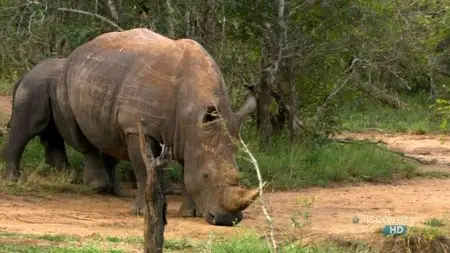 Discovery Channel - Austin Stevens Adventures: In the Shadow of Armoured Giants (2008)