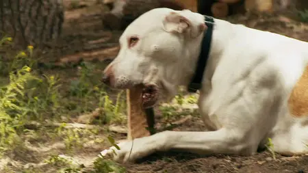 Atrocious (2010)