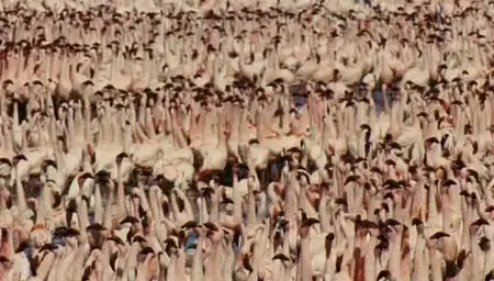 (Fr5) Les ailes pourpres, le mystère des flamants (2011)