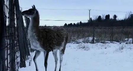 Bestiaire (2012)