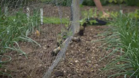 BBC - A Year in an English Garden: Flicker and Pulse (2017)