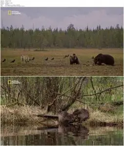 National Geographic - Wild Nordic (2019)