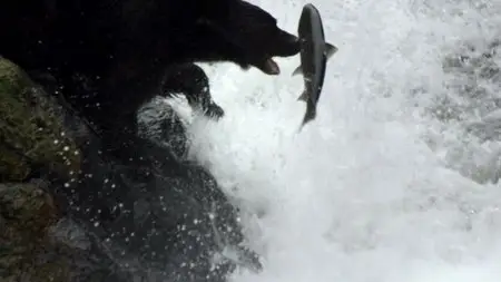 BBC - Natural World: Ghost Bear Family (2015)