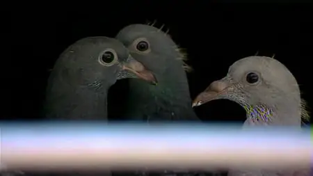 Pigeons, les maîtres du ciel