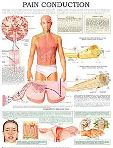 Pain conduction e-chart: Quick reference guide