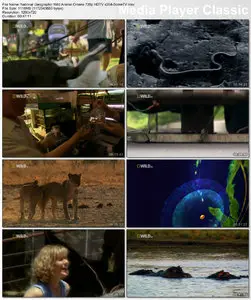 National Geographic - Wild Animal Omens (2010)
