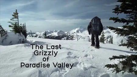 CBC - The Nature of Things: The Last Grizzly of Paradise Valley (2015)