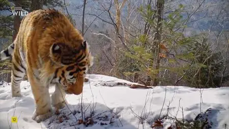 Amur Tiger: Secret Kingdom - National Geographic