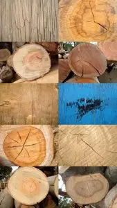 Rough Textures of Wood and Logs JPG
