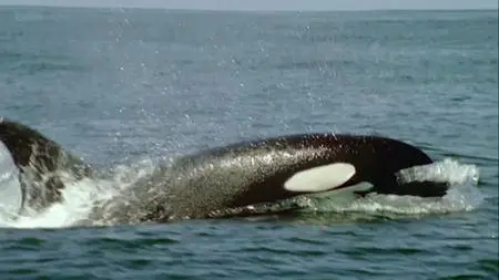 BBC Natural World - The Woman who Swims with Killer Whales (2011)