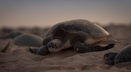 Great Barrier Reef with David Attenborough (2015)