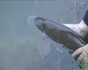 Carp fishing with L.Dale (2001) DVDRip XviD