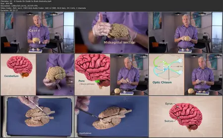 TTC Video - Introduction to Cognitive Science