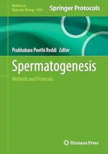 Spermatogenesis
