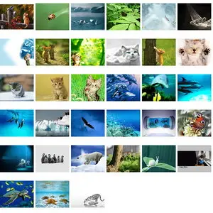 Animals Package Wallpapers