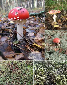 Moss & Mushrooms