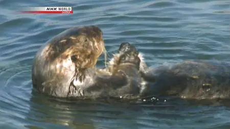 NHK Wildlife - Guardians of the Kelp Forest: Sea Otters (2012)