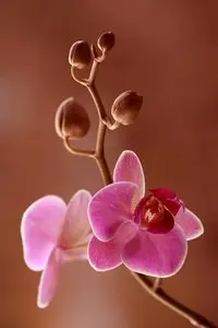 Фотограф Mycatherina Katka