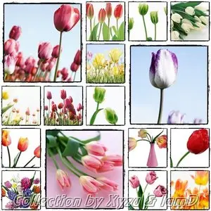 The Flower Collection: Tulip Series 1-7