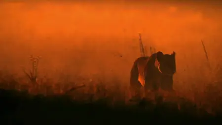 The Last Lions (2011) [LIMITED]