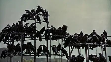 The Birds (1963)