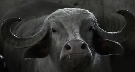 Bestiaire (2012)