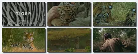 Tigers, Snakes : BBC Wildlife Series