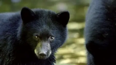 BBC - Natural World: Ghost Bear Family (2015)
