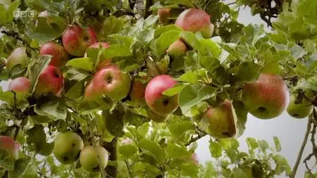 BBC - Apples: British to the Core (2011)