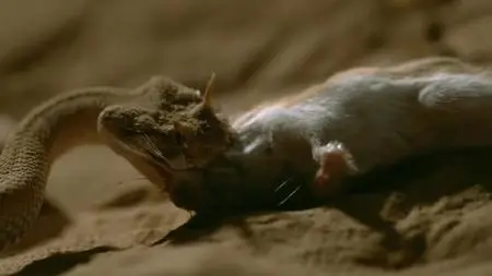 Dead by Dawn S01E01