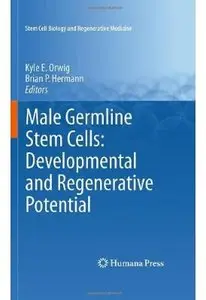Male Germline Stem Cells: Developmental and Regenerative Potential