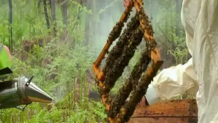 (Fr5) Les secrets de la ruche (2011){Re-UP}
