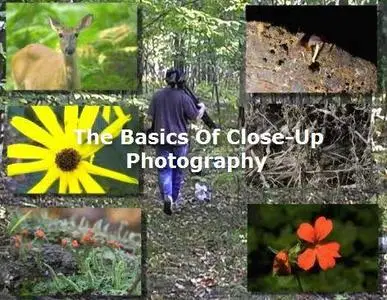  The Basics Of Close-Up Photography - part one