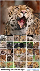 Leopards by Tambako the Jaguar