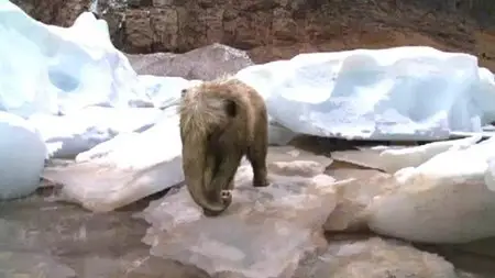 Discovery Channel - Baby Mammoth (2007)