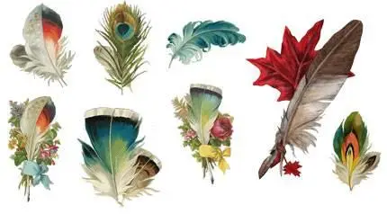 Feathers - PNG Clipart for Photoshop