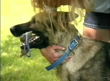 Dog Training: Building Drive & Focus with Bernhard Flinks