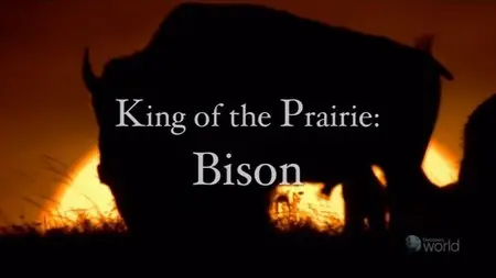 NHK Wildlife - King of the Prairie: Bison (2010)