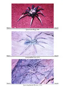 Spiders of Australia: an introduction to their classification, biology and distribution [Repost]