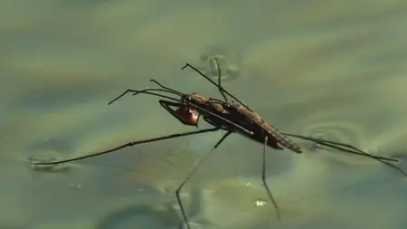 Water Life: Episode 9 - Water's Skin / Mundos de agua / Водная жизнь. Серия 9 - Кожа воды (2008) 