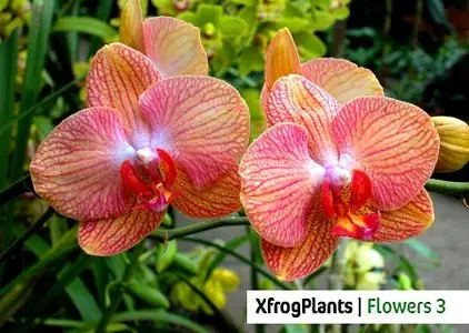 XfrogPlants | Flowers 3 Library vol.1