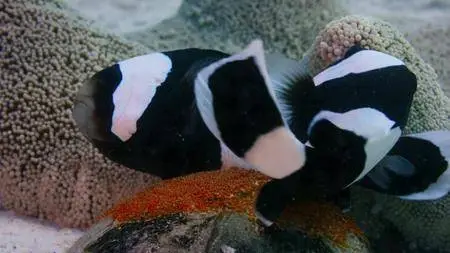 Blue Planet II S01E01