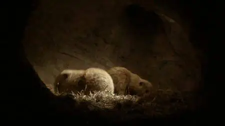 BBC Natural World - The Super Squirrels (2018)