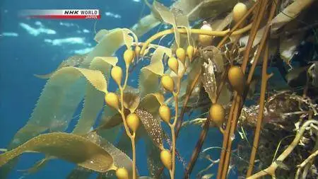 NHK Wildlife - Guardians of the Kelp Forest: Sea Otters (2012)