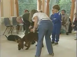 Training The Companion Dog (Set of 4 DVDs)
